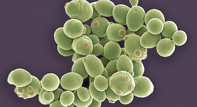 Germa ili Saccharomyces cerevisiae iz laboratorija